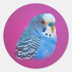 Parakeet Sticker