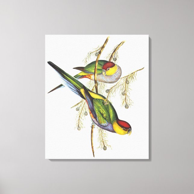 Parakeet - Vintage Bird Art Canvas Print (Front)