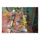 Parakeets (Front Horizontal)