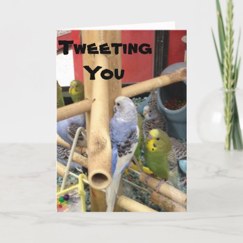 PARAKEETS ARE TWEETING TO SAY HAPPY BIRTHDAY CARD