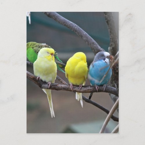 Parakeets Budgies  Bird Photo Postcard