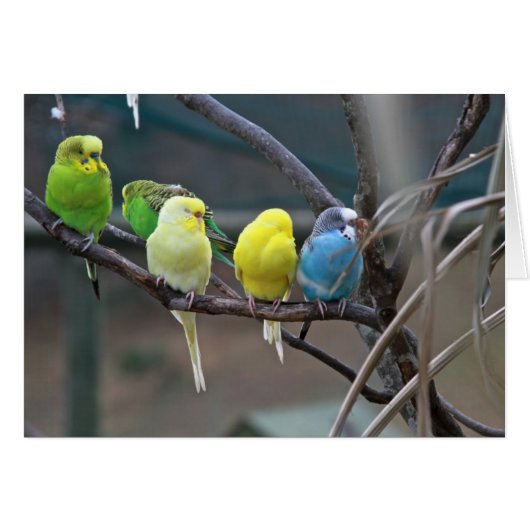 Parakeets Budgies | Birds Photo Cards (Front Horizontal)