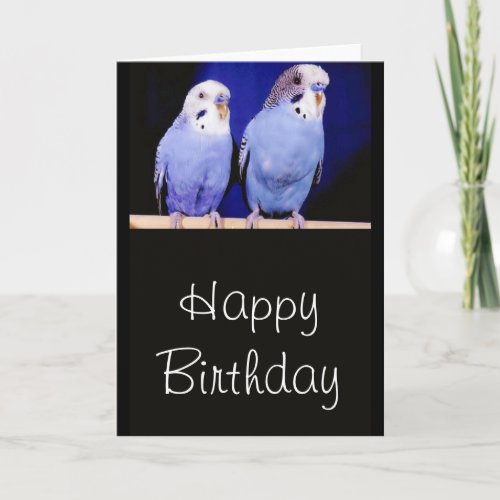 Parakeets Budgies Happy Birthday Greeting Card