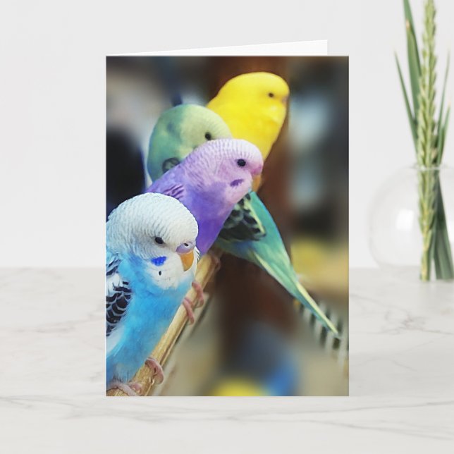 Parakeets Card (Front)