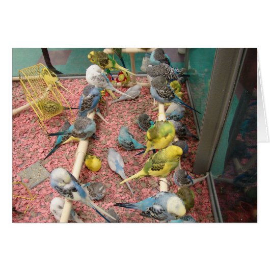 Parakeets Cards (Front Horizontal)