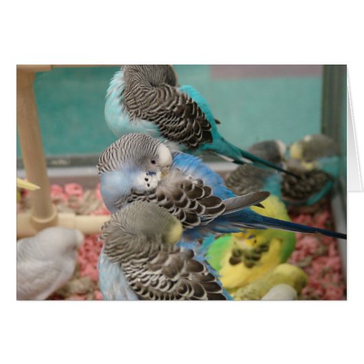 Parakeets Cards (Front Horizontal)
