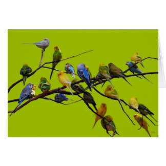 Parakeets Cards