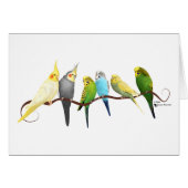 Parakeets & Cockatiels! (Front Horizontal)