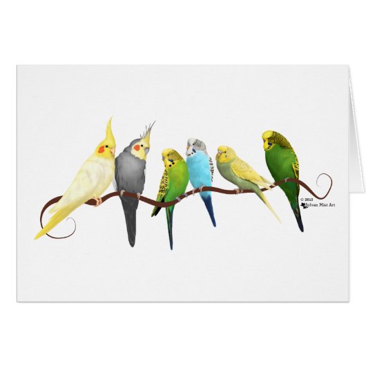 Parakeets & Cockatiels! Cards (Front Horizontal)