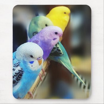 Parakeets Mousepad by saradaboru at Zazzle
