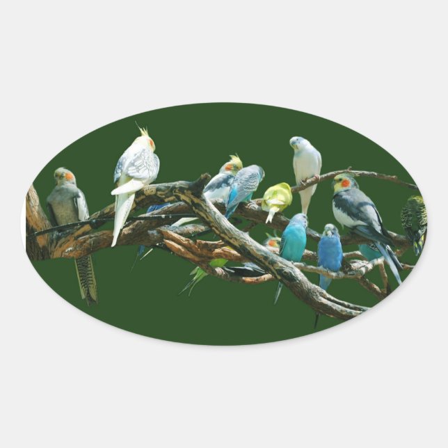 Parakeets N Cockatiels Oval Sticker (Front)