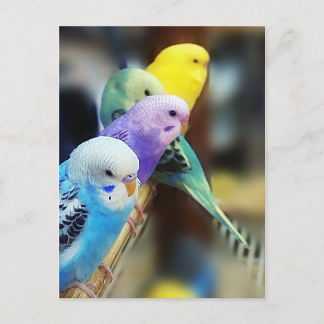 Parakeets Postcard (Front)