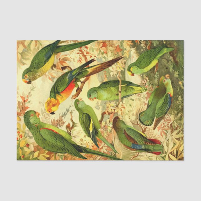 Parakeets  tissue paper (Front)