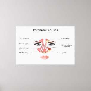 Paranasal sinuses  canvas print