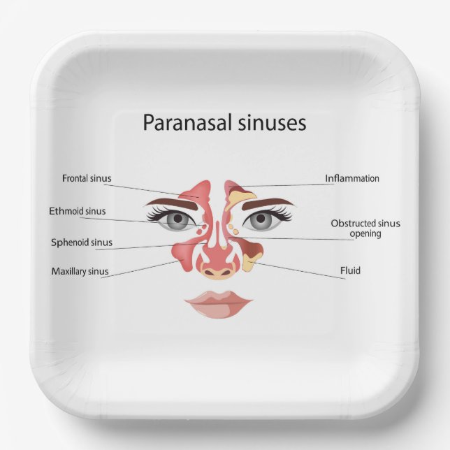 Paranasal sinuses  paper plates (Front)
