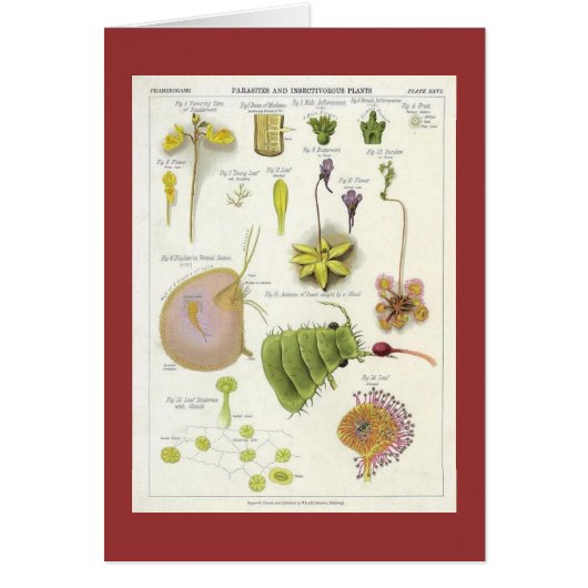 Parasitic & Carnivorous Plants Cards (Front)