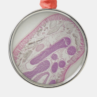 Parasitic nematode worm (Ascaris sp.) Metal Ornament