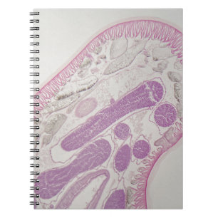 Parasitic nematode worm (Ascaris sp.) Notebook