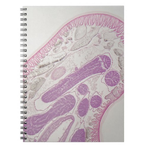 Parasitic nematode worm Ascaris sp Notebook