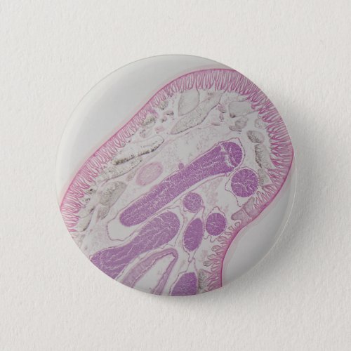 Parasitic nematode worm Ascaris sp Pinback Button