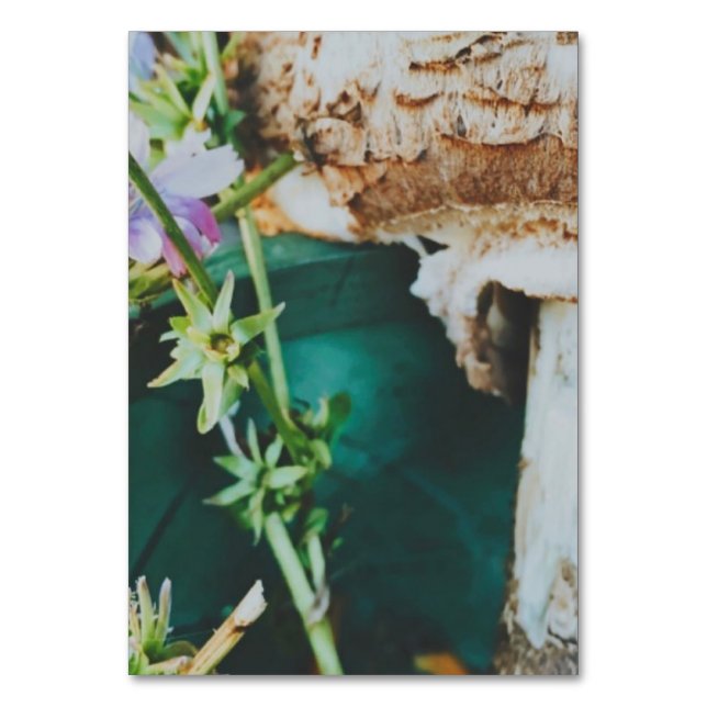 Parasol mushroom, Swedish Archipelago, Sweden Table Number (Front)