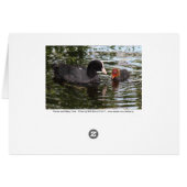 Parent and Baby Eurasian Coot (Back Horizontal)