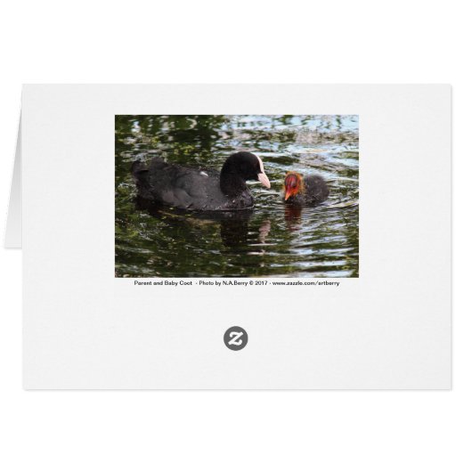 Parent and Baby Eurasian Coot (Back Horizontal)