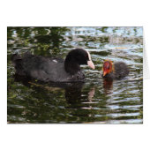 Parent and Baby Eurasian Coot (Front Horizontal)