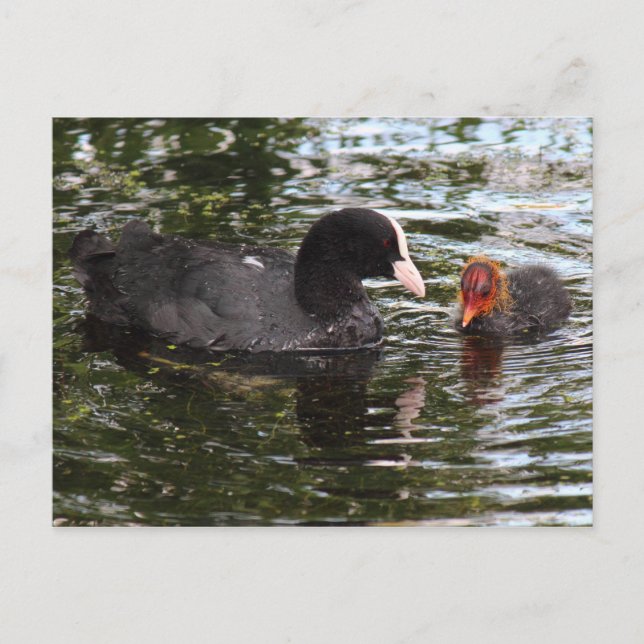 Parent and Baby Eurasian Coot Postcard (Front)