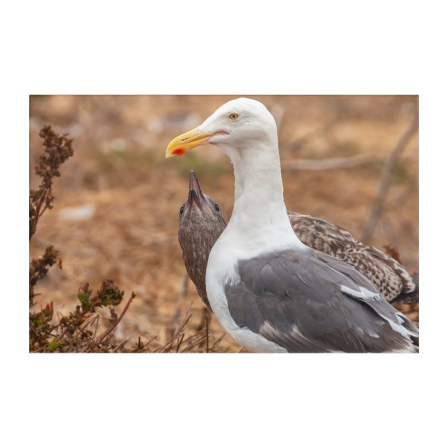 Parental Care Acrylic Print (Front)