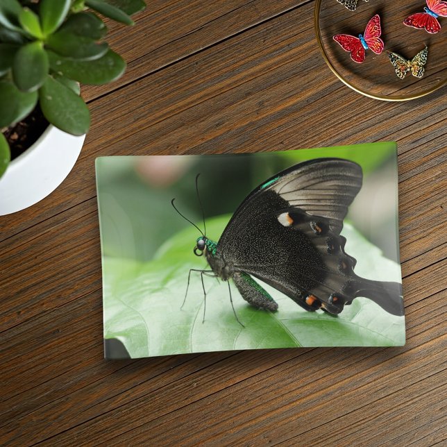 Paris Peacock Swallowtail Butterfly on Leaf Trinket Tray (This butterfly trinket tray is a pretty home accent! Makes a great gift for any nature lover!)