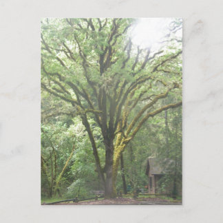 Park Area in the Woods of Big Sur California Postcard