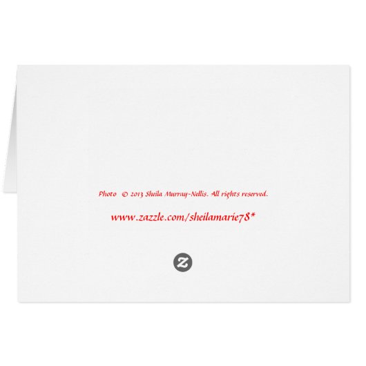 Park Bench, Boston Commons, Massachusetts (Back Horizontal)