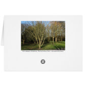 Park Landscape in Early Spring (Bordered) (Back Horizontal)