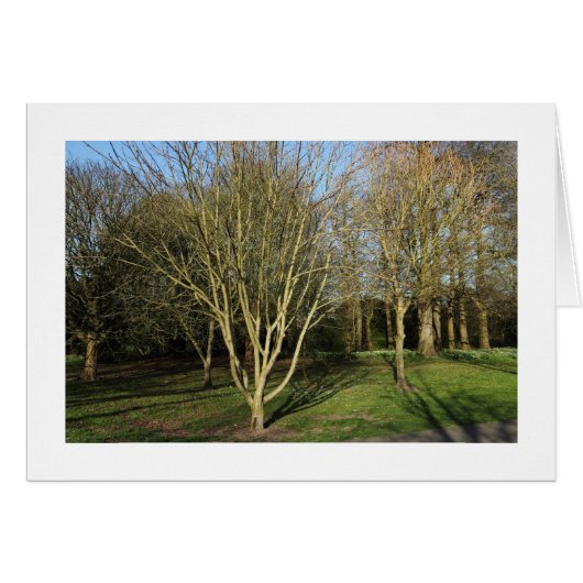 Park Landscape in Early Spring (Bordered) (Front Horizontal)