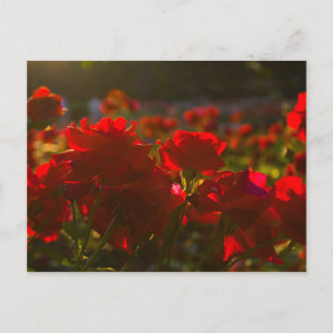 Park of Roses, Columbus, Ohio Postcard