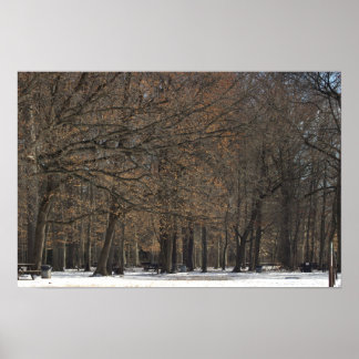 Park Trees and Snow Poster