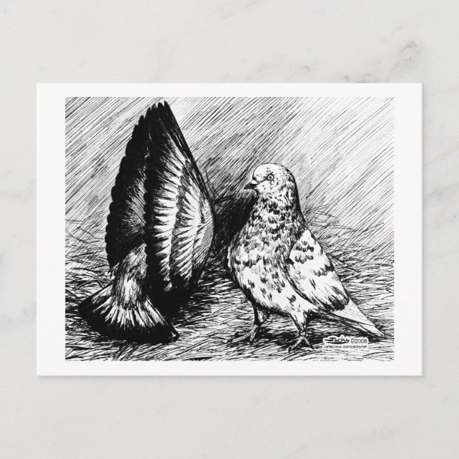 Parlor Roller Pigeons Postcard (Front)