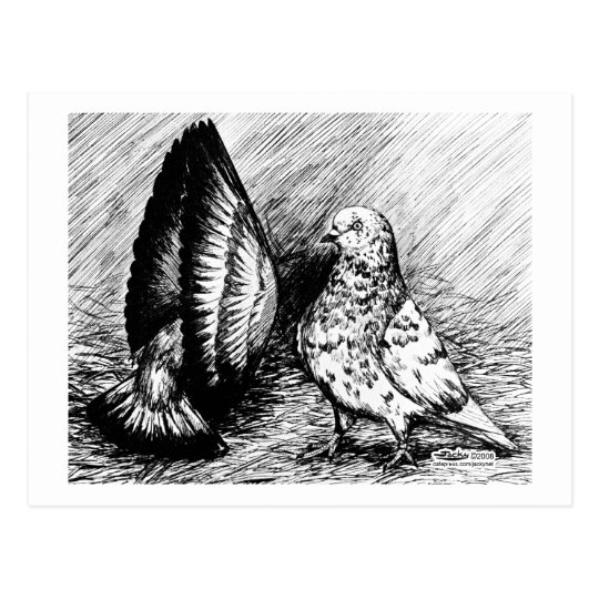 Parlor Roller Pigeons Postcard