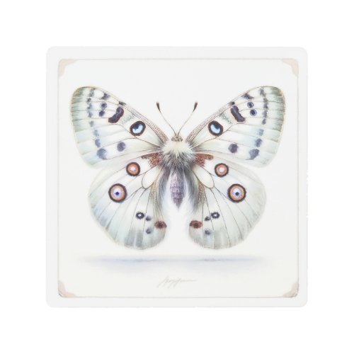 Parnassius Apollo Butterfly IREF316 _ Watercolor Metal Print