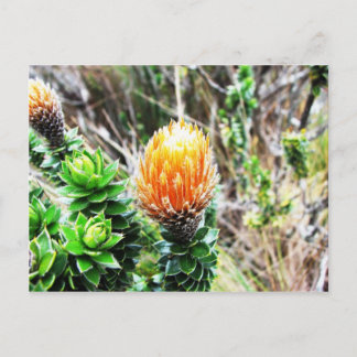 Parque Las Cajas, Ecuador Postcard