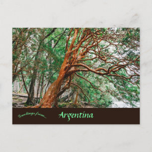 Parque Nacional Los Alerces Chubut Argentina Postcard