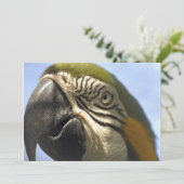 Parrot (Standing Front)