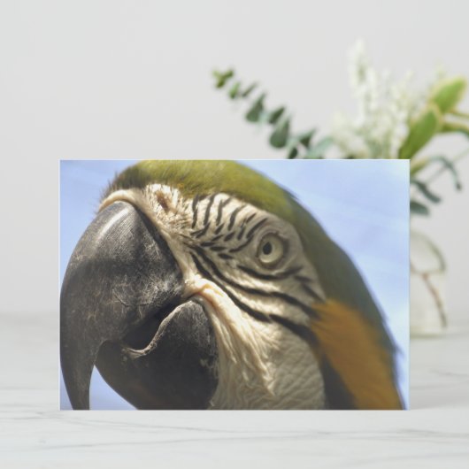 Parrot (Standing Front)