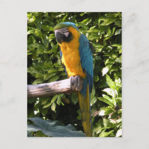 Parrot at the Birmingham Zoo Postcard