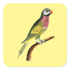 parrot bird animal colorful square sticker