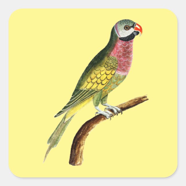 parrot bird animal colorful square sticker (Front)