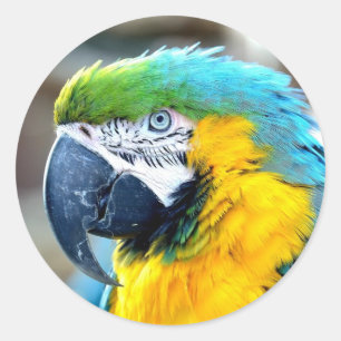 Parrot Bird Animal Photo Portrait Classic Round Sticker