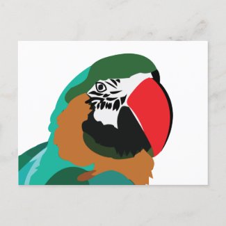 Parrot Bird Animal