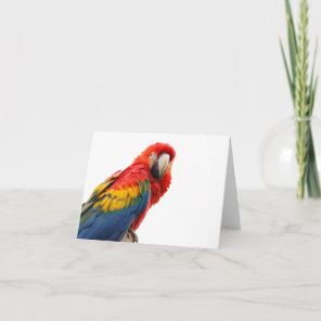 Parrot bird beautiful photo blank card